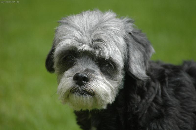 Foto: Jsem rozcuchan�....