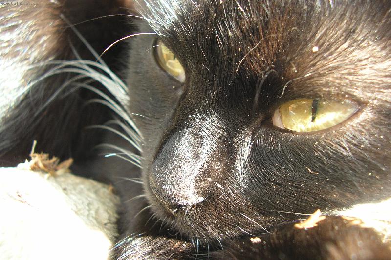 Foto: ���a- M�ca-nam�m kr�sn� o�i?