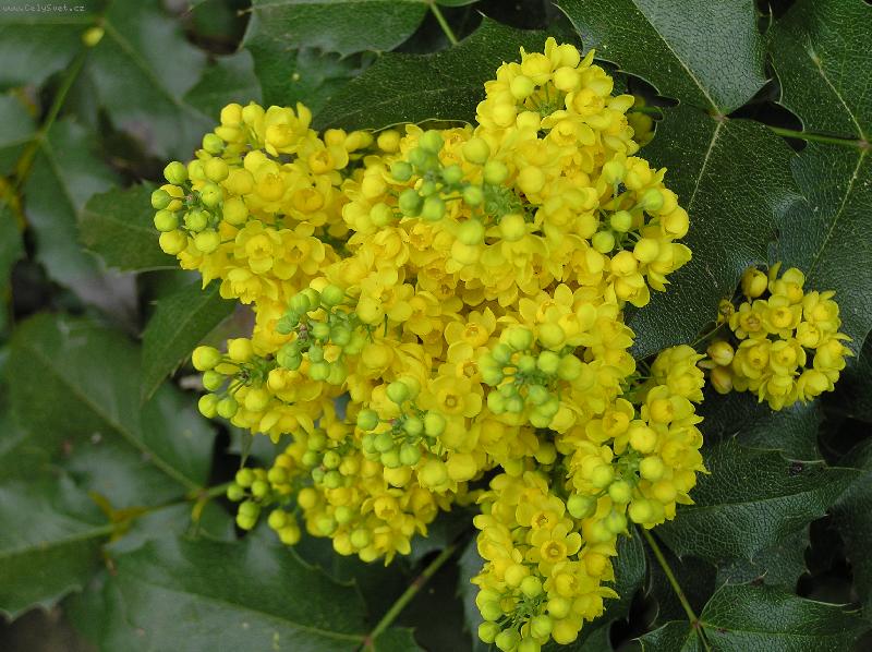 Foto: �lut� kv�ty mahonu-omamn� von�c�, n�dhern� kv�ty mahonu