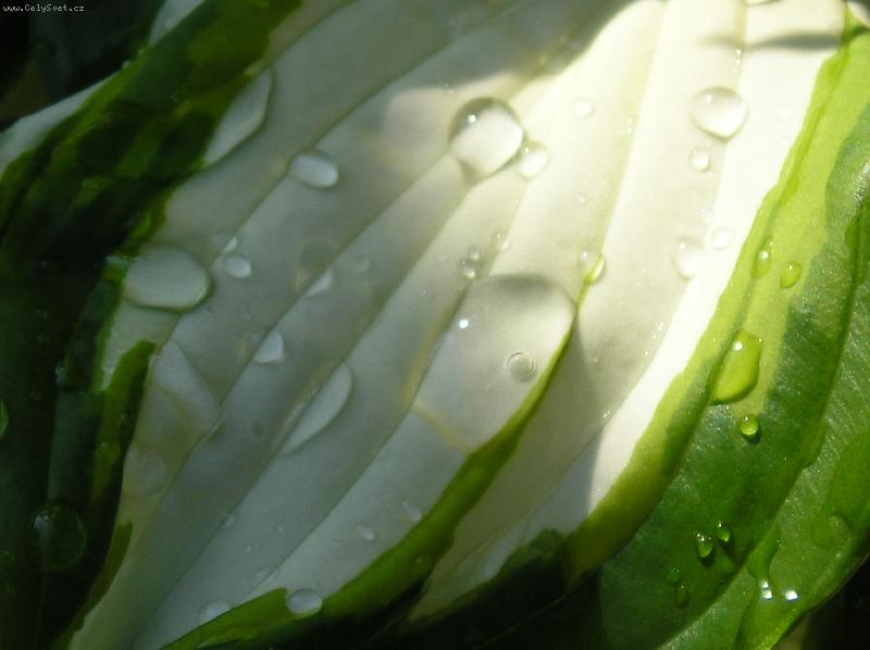 Foto: kapky na Host�