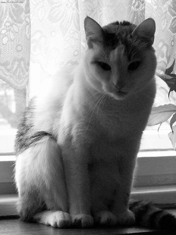 Foto: L�za-...co se to tam d�je...?