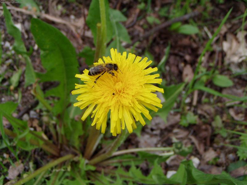 Foto: jaro...-pampeli�ka