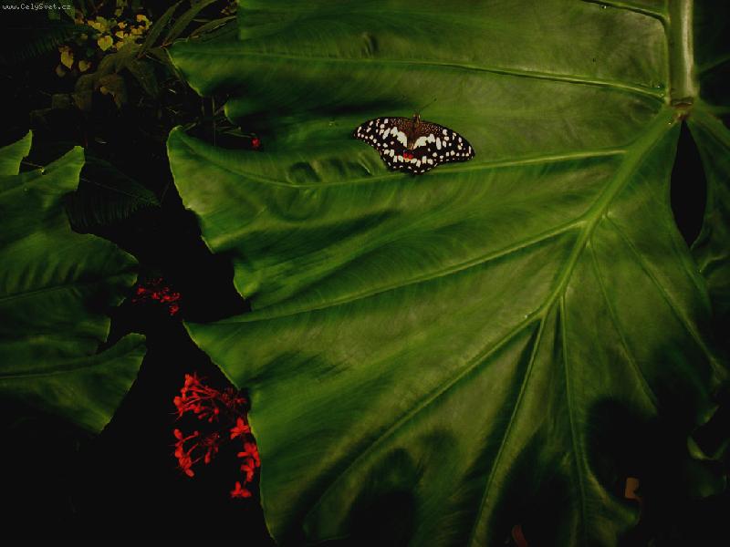 Foto: Botanicka zahrada