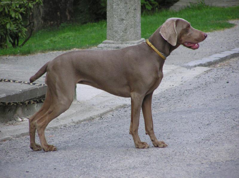 Foto: �EK�N�-NIKITKA �EK� NA P�NI�KU