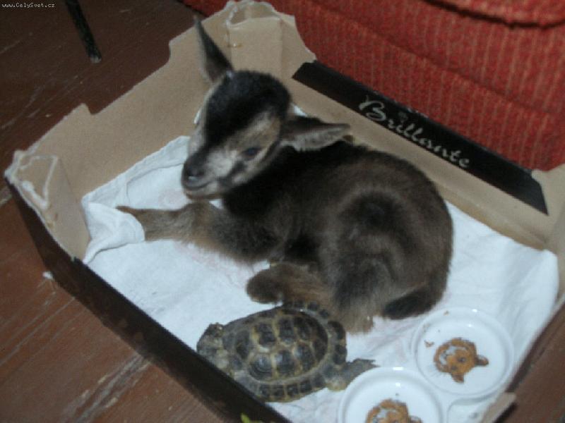 Foto: Kozl�k s �elvi�kou-Tady je n�komu asi smutno...