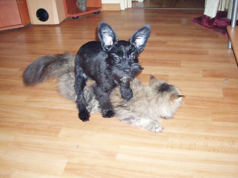 Foto: ... sem ��kal �e nem� �anci-... no comment