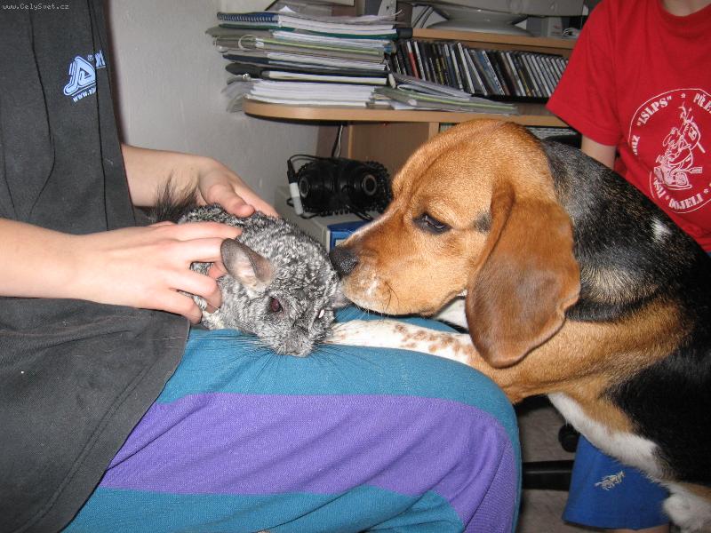 Foto: Dingo a Kuba-M�m t� moc moc moc.....r�d!!