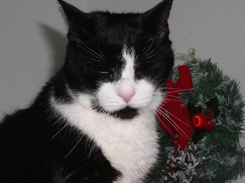 Foto: v�no�n� foto