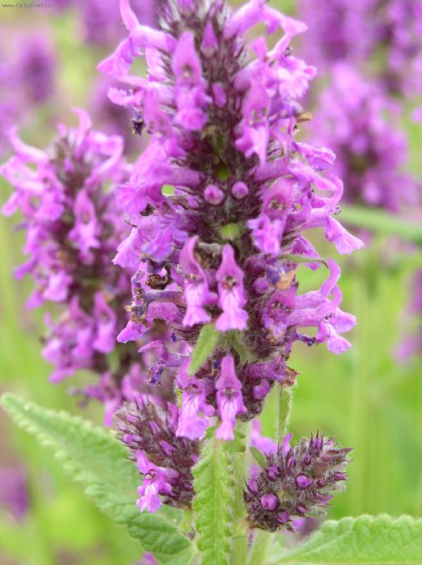 Foto: detail kv�tu