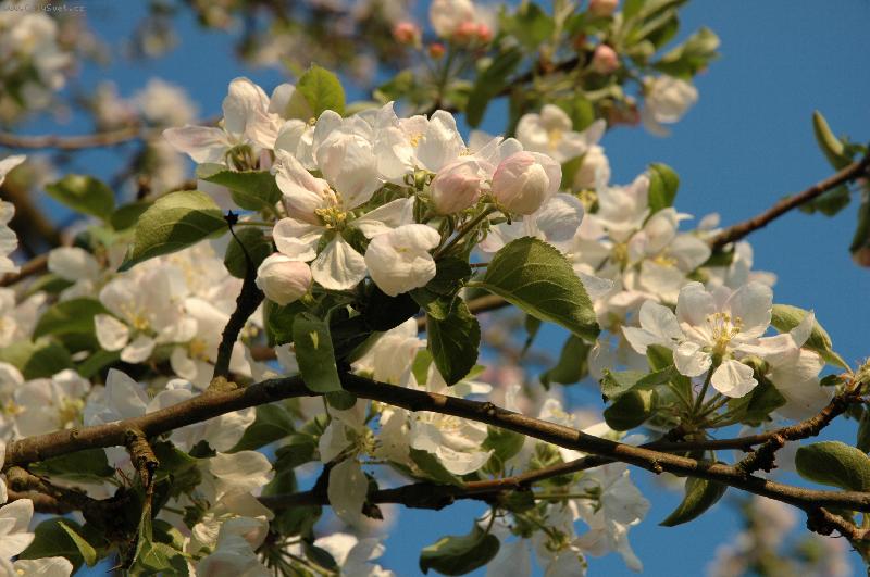 Foto: Kv�tky jablon�