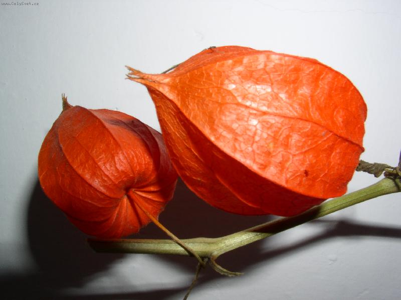 Foto: �idovsk� t�e�e�