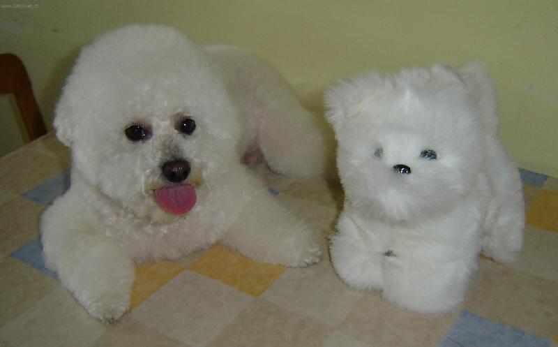 Foto: Ply�ov� kamar�di