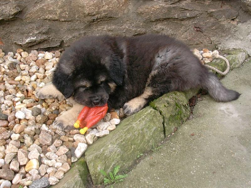 Foto: Nen� nad ku�e