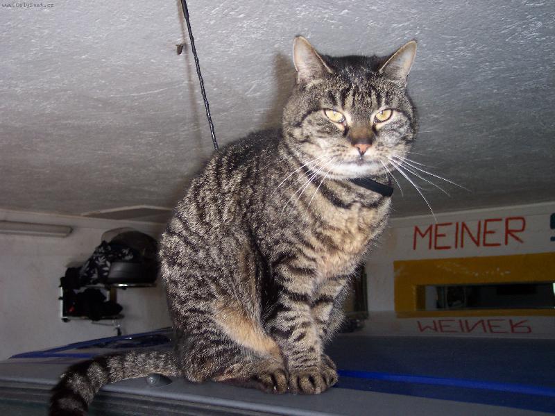 Foto: Jul�a-na aut��ku