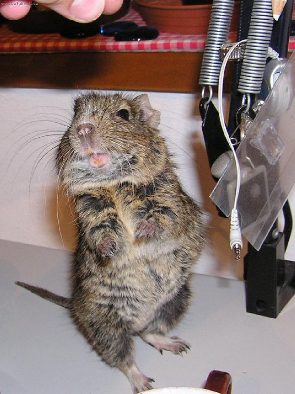 Foto: Osm�k Degu-impozantn� gentleman