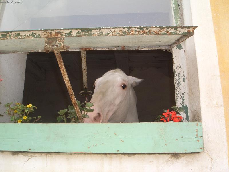 Foto: Dom�c� mil��ek-N�kdo m� na hl�d�n� alarm, n�kdo psa, my m�me kon� :o)