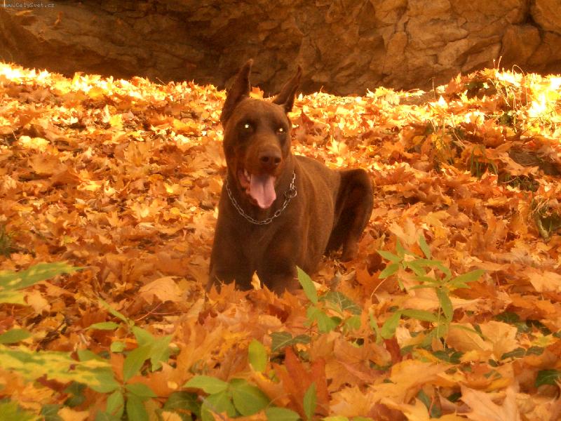 Foto: M�j v�rn� p��tel Leon-And�l s ��blem v t�le