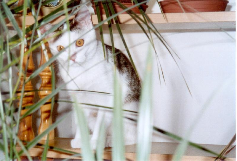 Foto: Na kv�tinov� st�n�