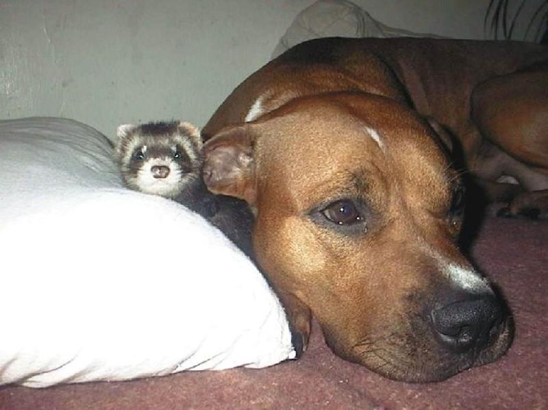 Foto: Fr�a s Rosinou-na�i dob�� kamar�di