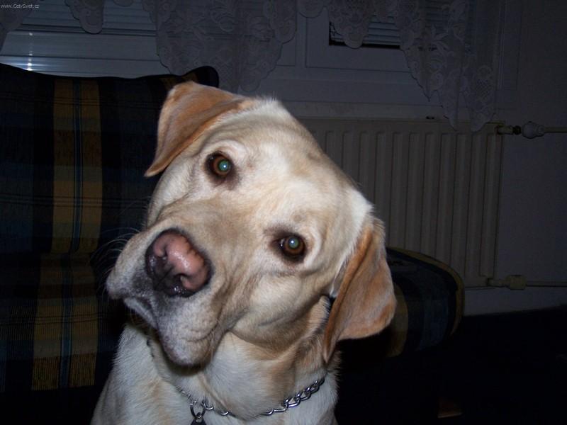 Foto: J� ti asi nerozum�m!!!!!!