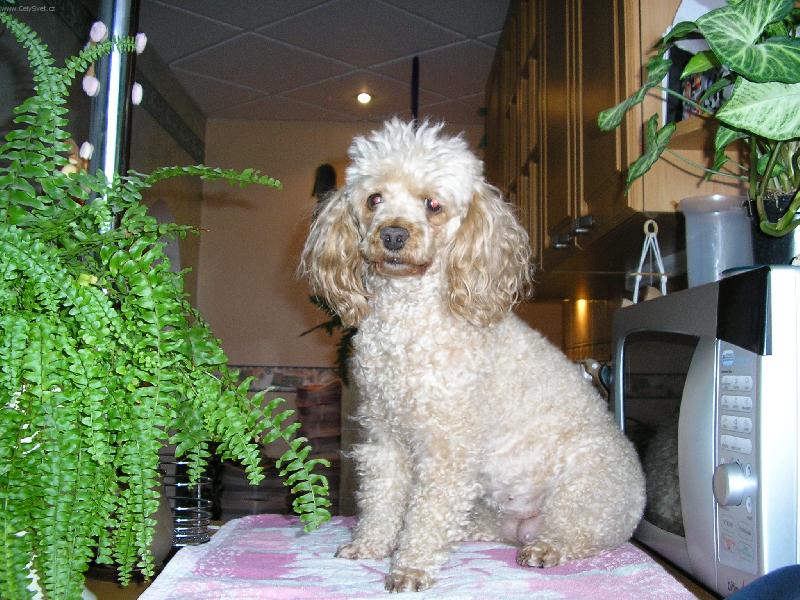 Foto: N� mil��ek