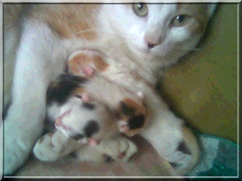 Foto: mamka s ko��tky,18. 05. 06 narozen�-jsme t�i