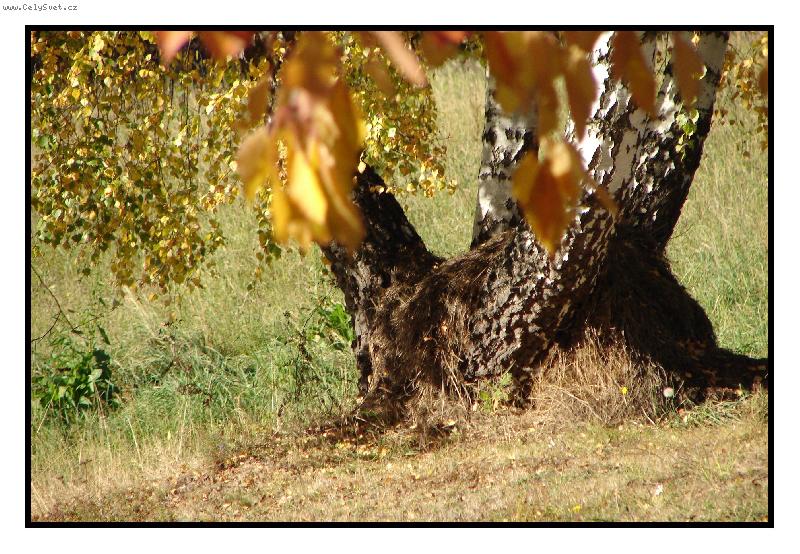 Foto: B��za-�ty��ata