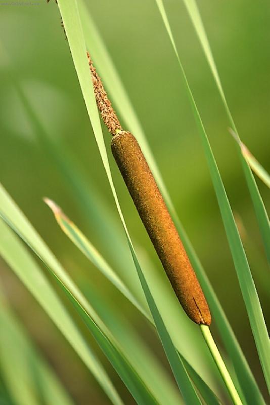 Foto: cig�rko ml�d�