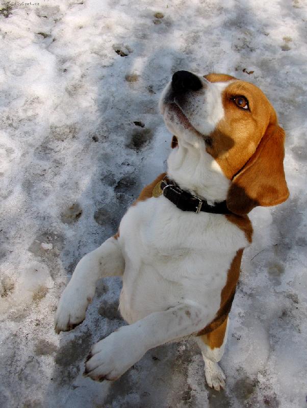 Foto: Tak co bude s t�m pi�kotkem??