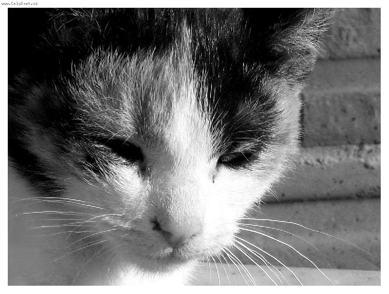 Foto: Zamy�len�...