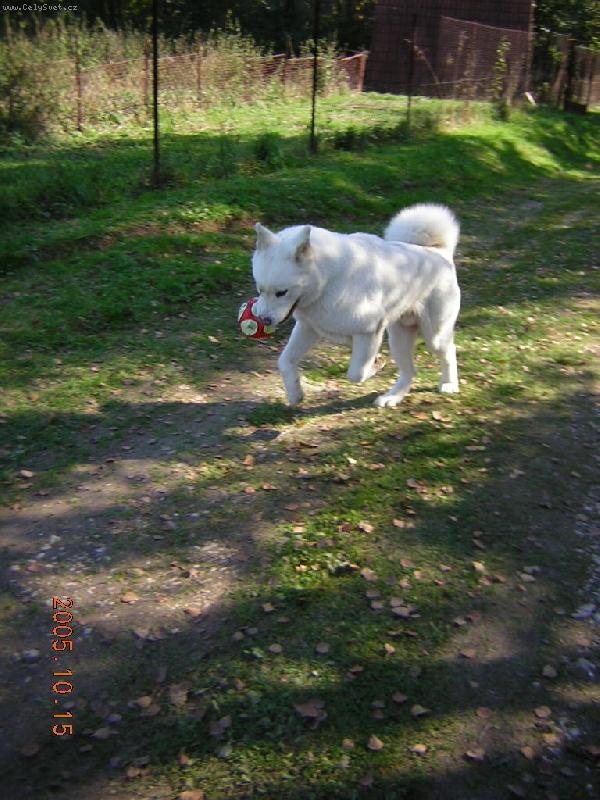 Foto: Akimek-hra s micem-Akim hra s mi�em