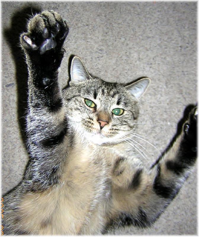 Foto: mind�k m�v�-mind�k v�s v�ecky zdrav�