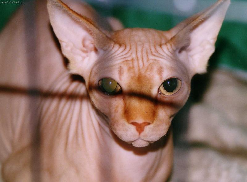 Foto: M� vysn�n�..-..a douf�m,�e budouc� ko�ka..