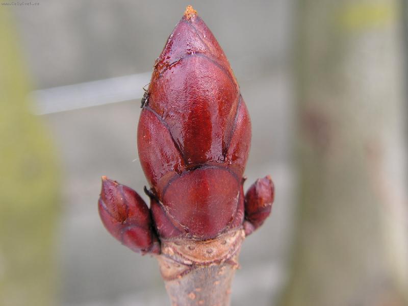 Foto: Symbol jara-nejen jara......:)