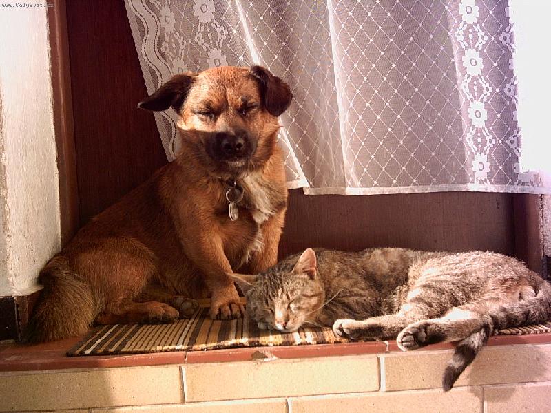 Foto: Kocour V�clav-Kdy� jsou dva kamar�di po hromad�