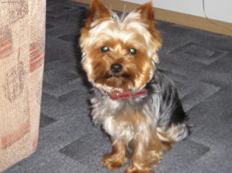 Foto: bertik-foto mluv� za sebe