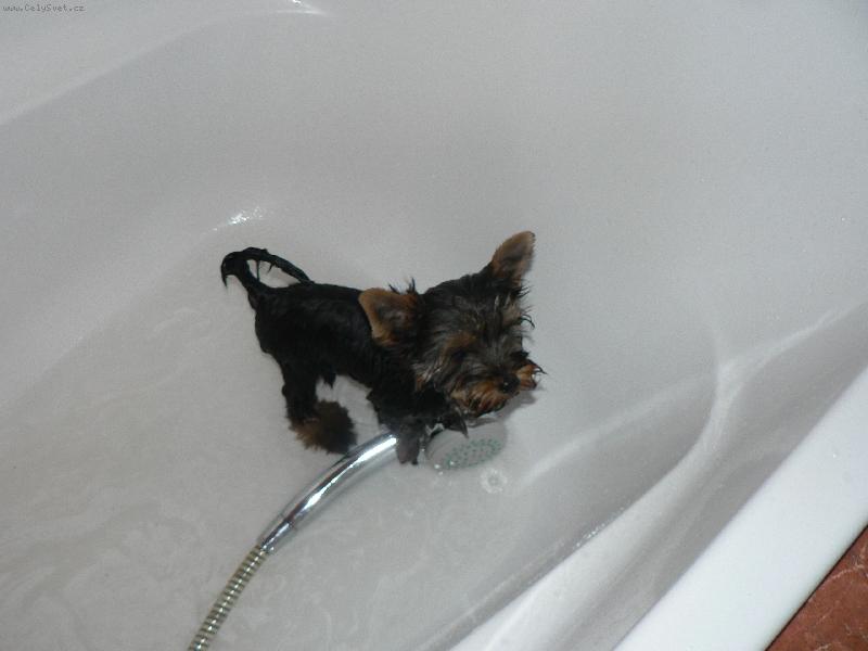 Foto: pooomoooc...jsem j� v�bec york?