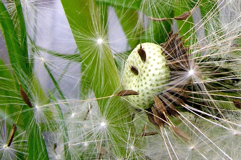 Foto: Odkvetl� pampeli�ka