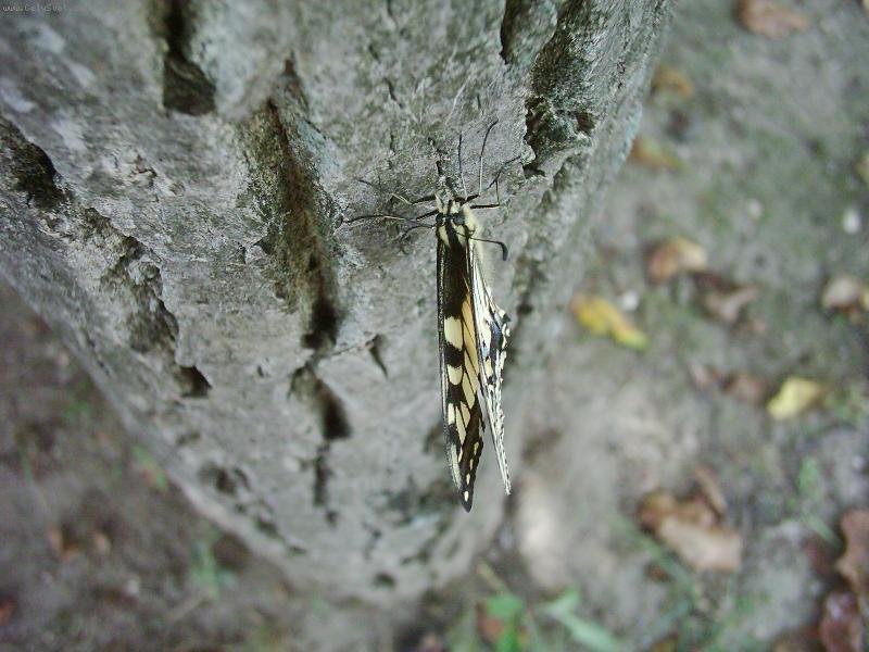 Foto: Podzim-Mot�l na strom�:-)