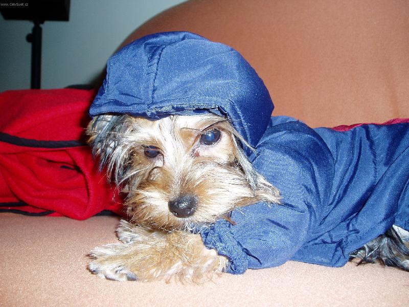 Foto: Jork��rka Amy-Jak r�da se p�edv�d� v oble�c�ch!!