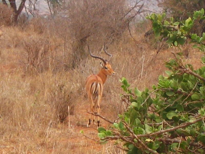 Foto: antilopa2-n�rodn� park Tsavo