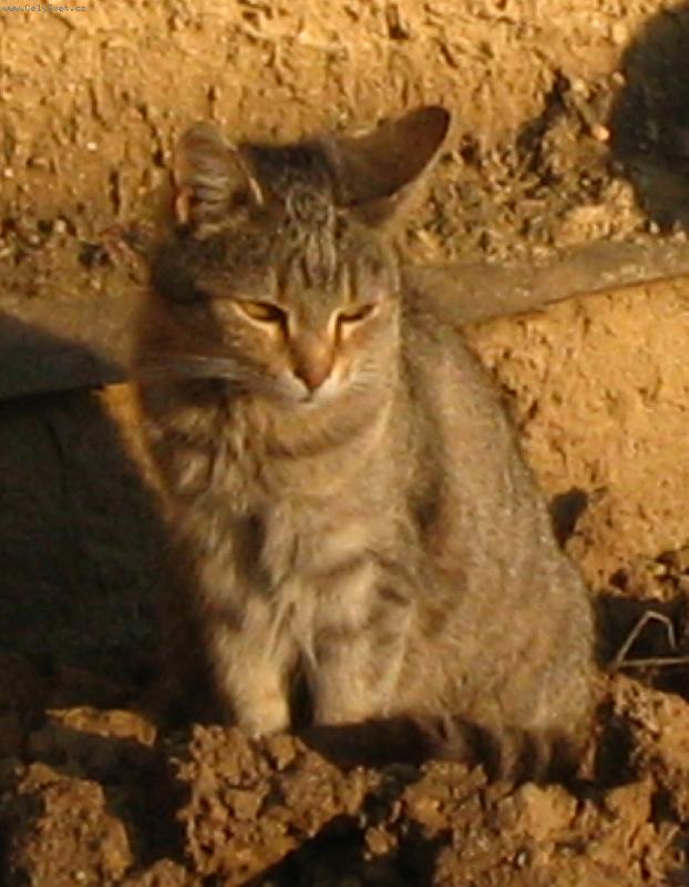 Foto: ko�i�� babi�ka