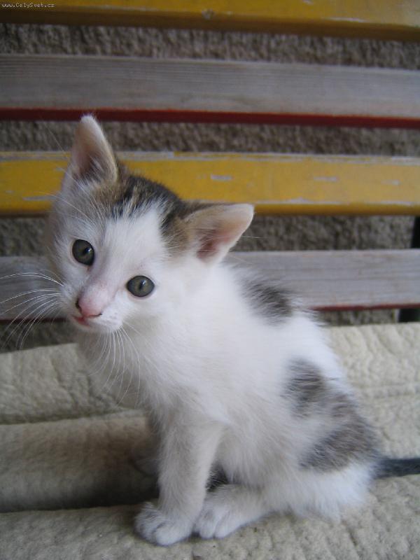 Foto: kot�