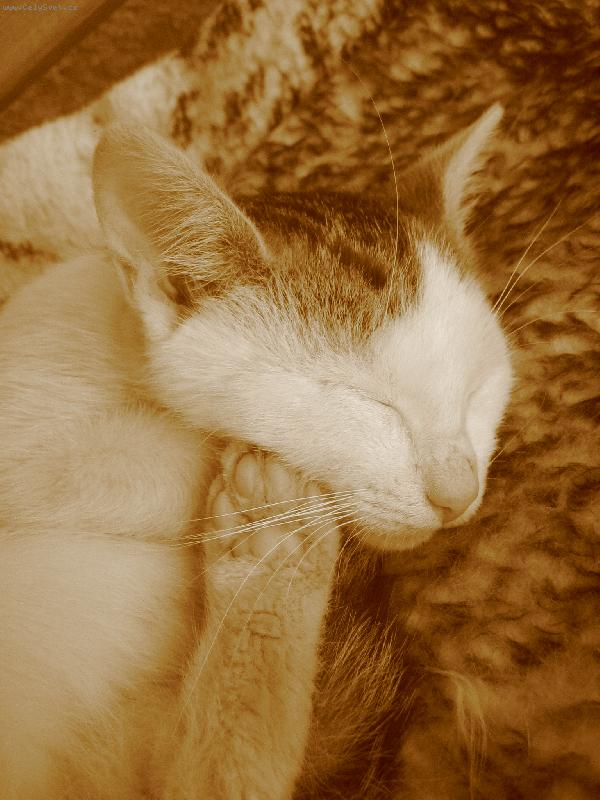 Foto: sp�c� kot�3