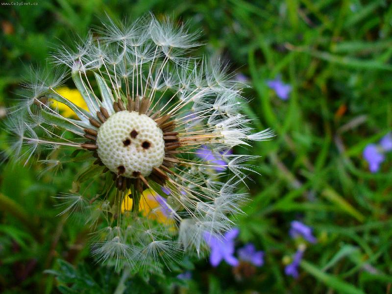 Foto: Odkvetl�....