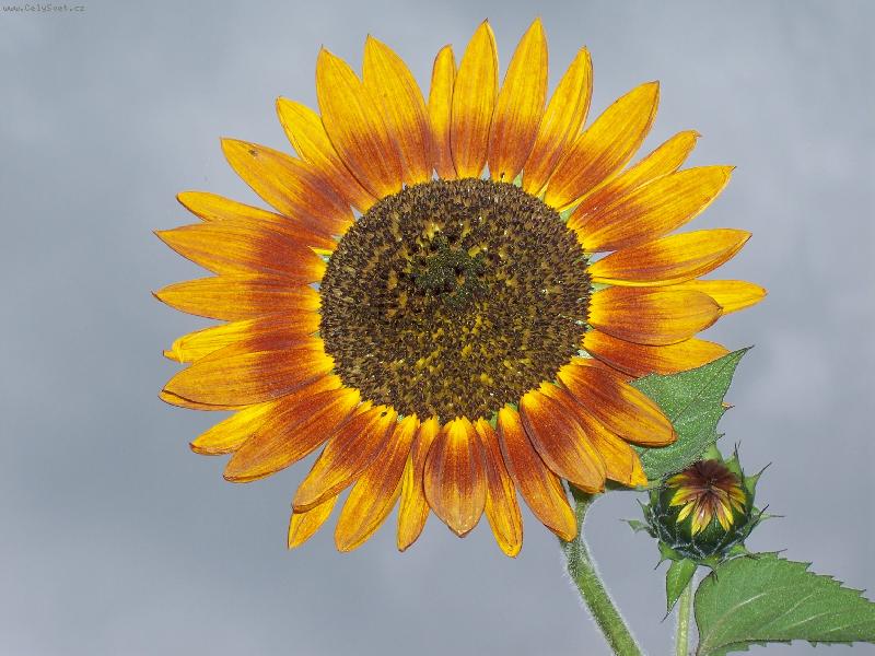 Foto: Slune�nice-Slune�nice