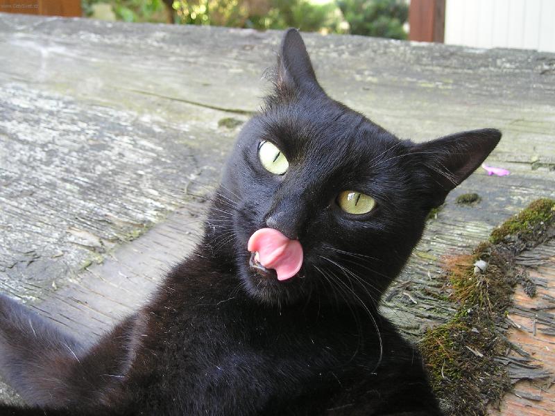 Foto: Sn�m t�..-Guru m� hlad