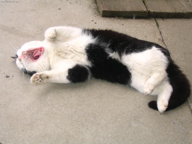 Foto: sladk� probuzen�