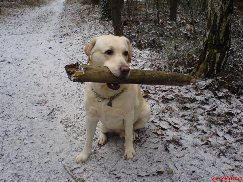 Foto: No�en� d��v� do lesa...