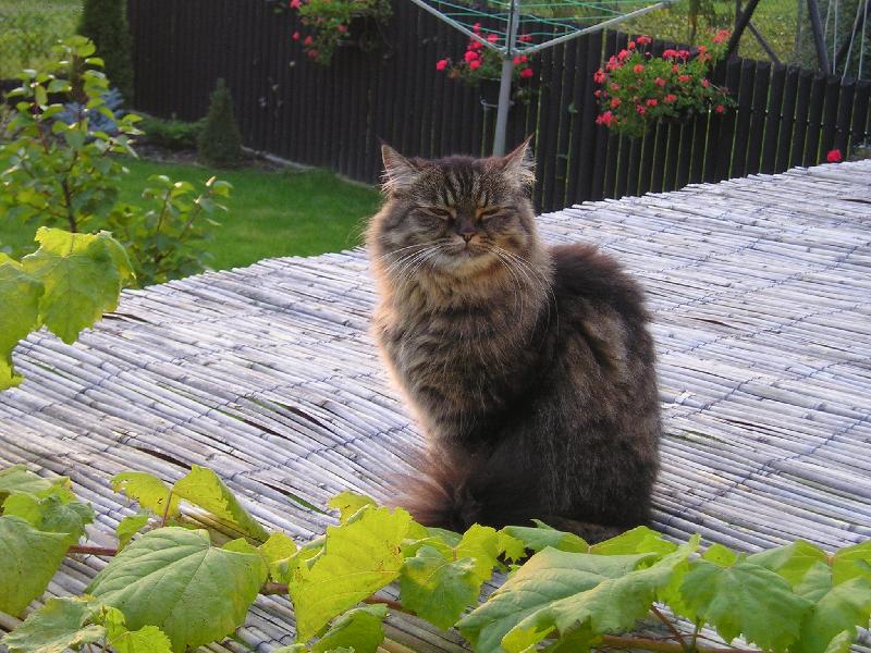 Foto: Bettynka-Betty sed� na alt�nu u soused�..